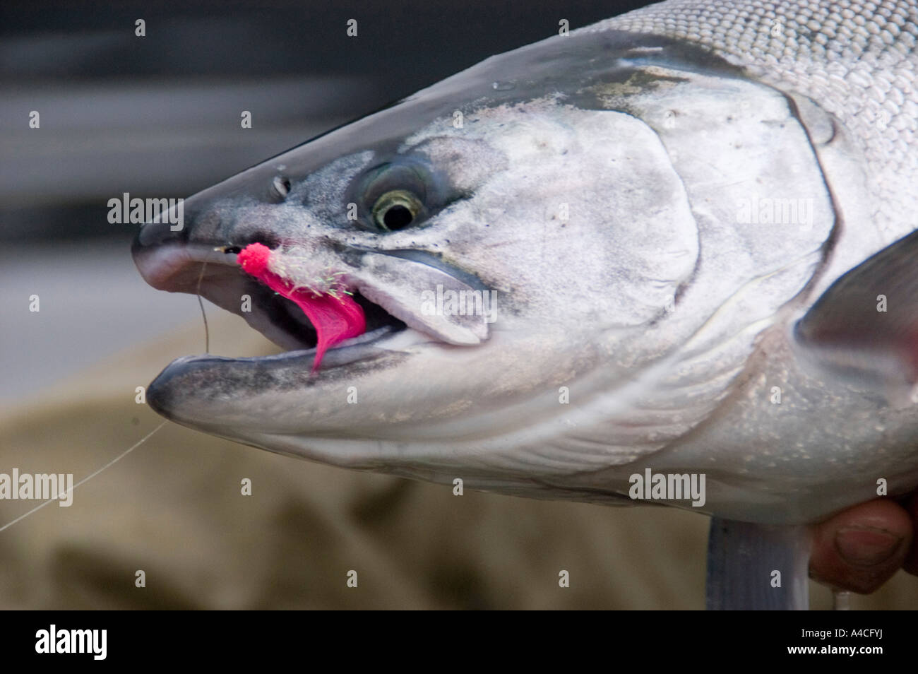 Fly caught Silver salmon,Alaska Stock Photo Alamy
