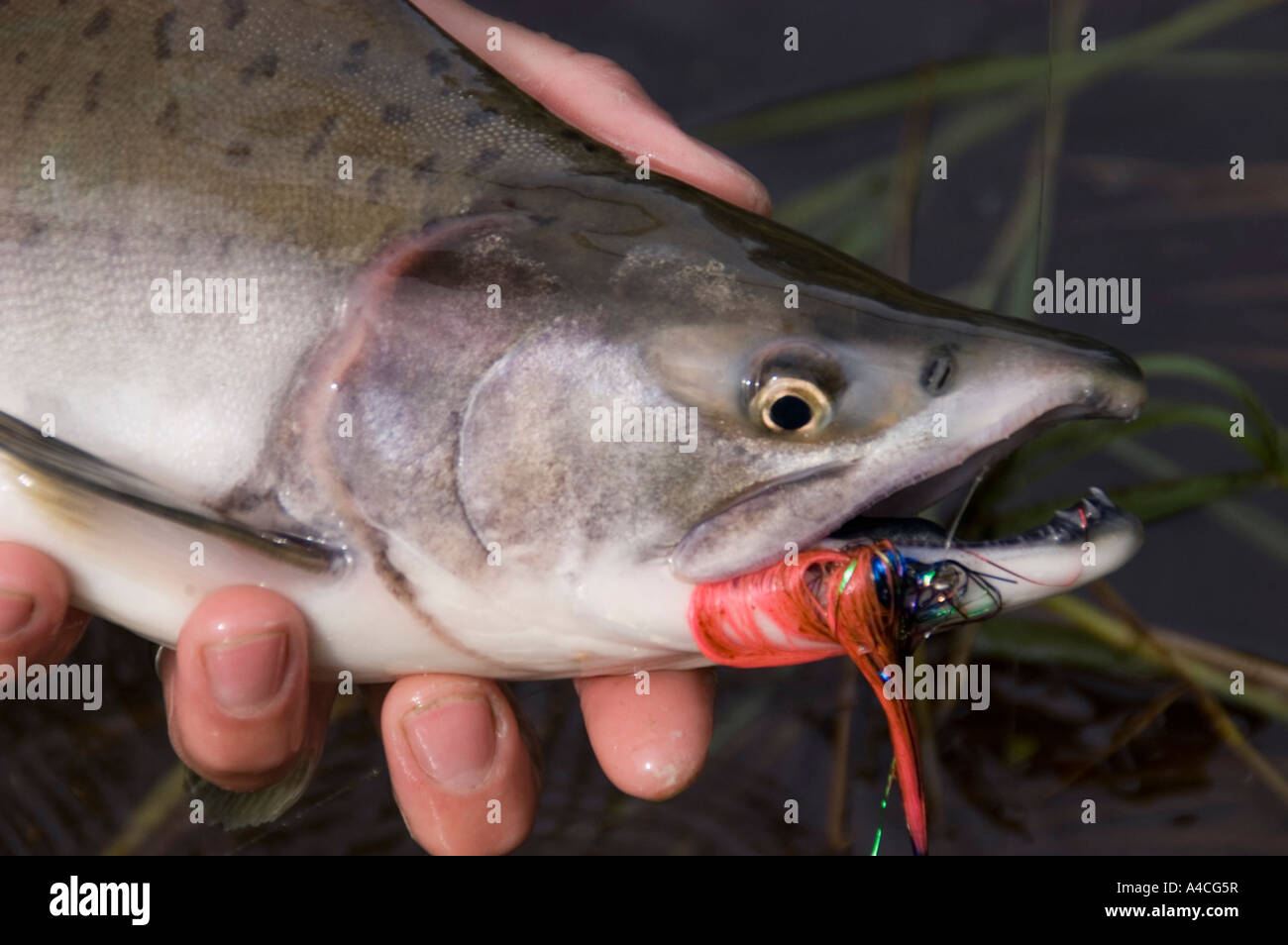Salmon Fishing, Valdez, Alaska. Pink Salmon Stock Photo - Alamy