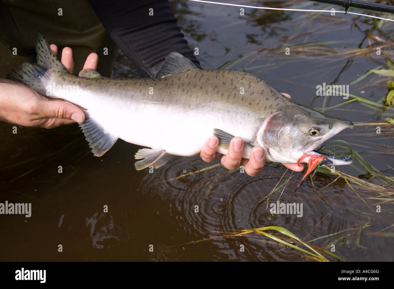 Salmon Fishing, Valdez, Alaska. Pink Salmon Stock Photo Alamy