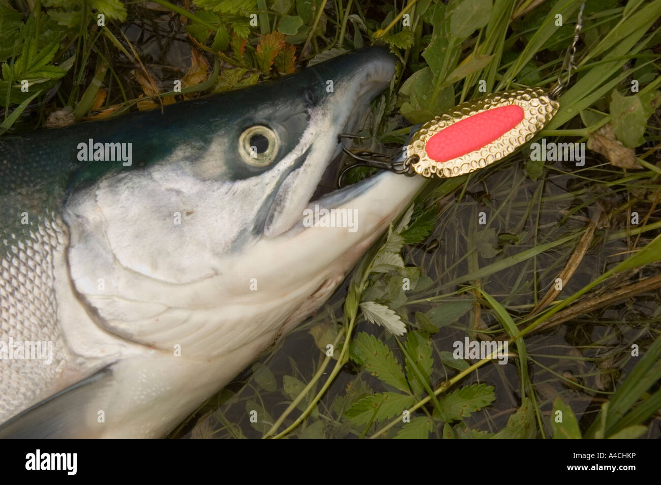 A Chilkoot River sockeye salmon caught on a Pixie spoon Stock Photo Alamy