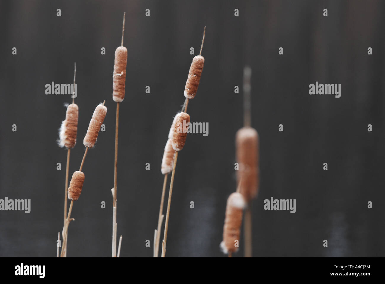 Cattails growing in a reservoir of fresh drinking water, Nature Concepts, Environment. Stock Photo