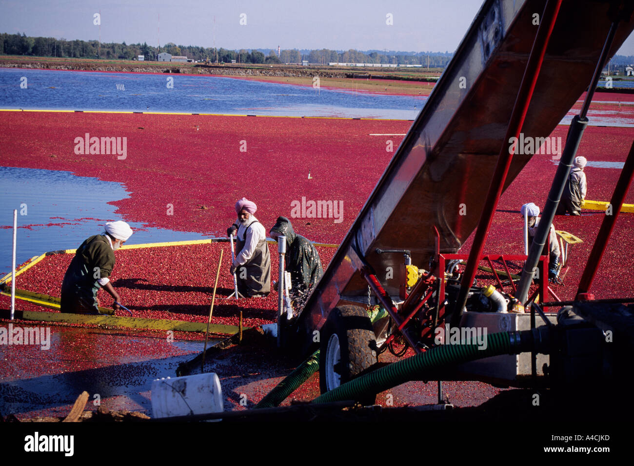 Cranberry Harvest Workers booming berries towards conveyer system