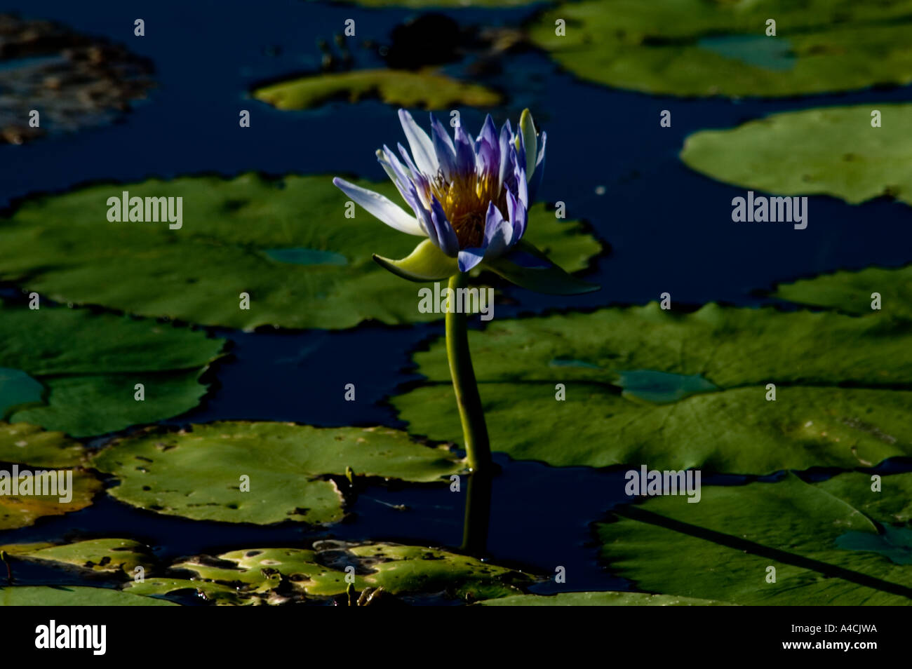 Flower Reeds Bloomnet Reeds in dam hi-res stock photography and images - Alamy