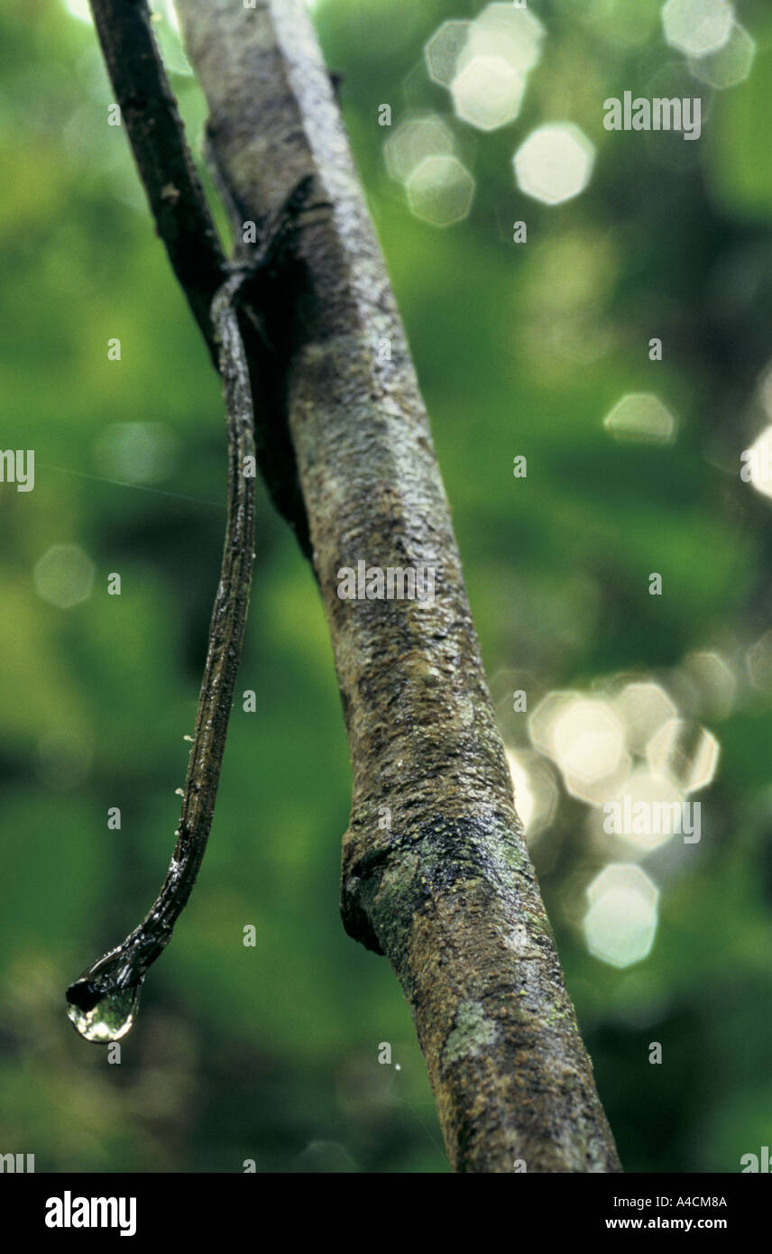 Brazil amazon forest acre brazil hi-res stock photography and images ...