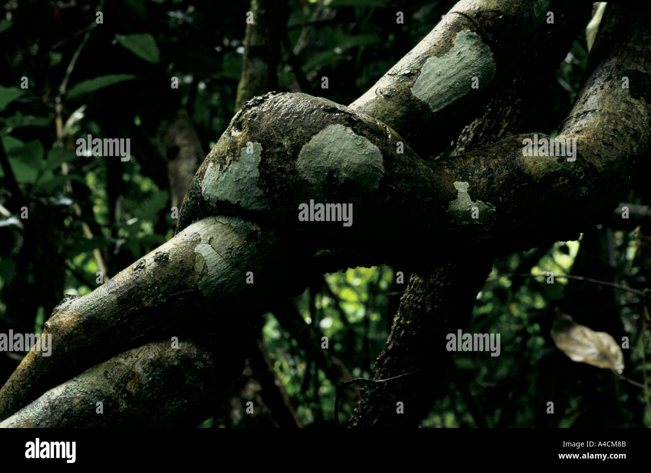Rain forest trees hi-res stock photography and images - Alamy