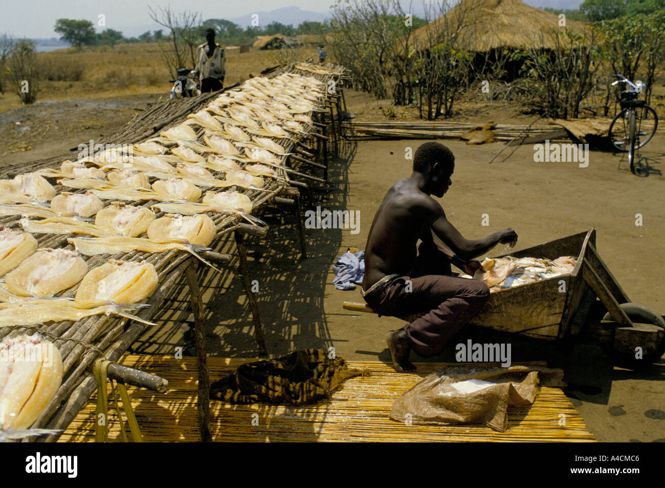 Fishermen at Pakwach village on Lake Victoria salt the fish they have caught and leave them to dry in the sun. Stock Photo