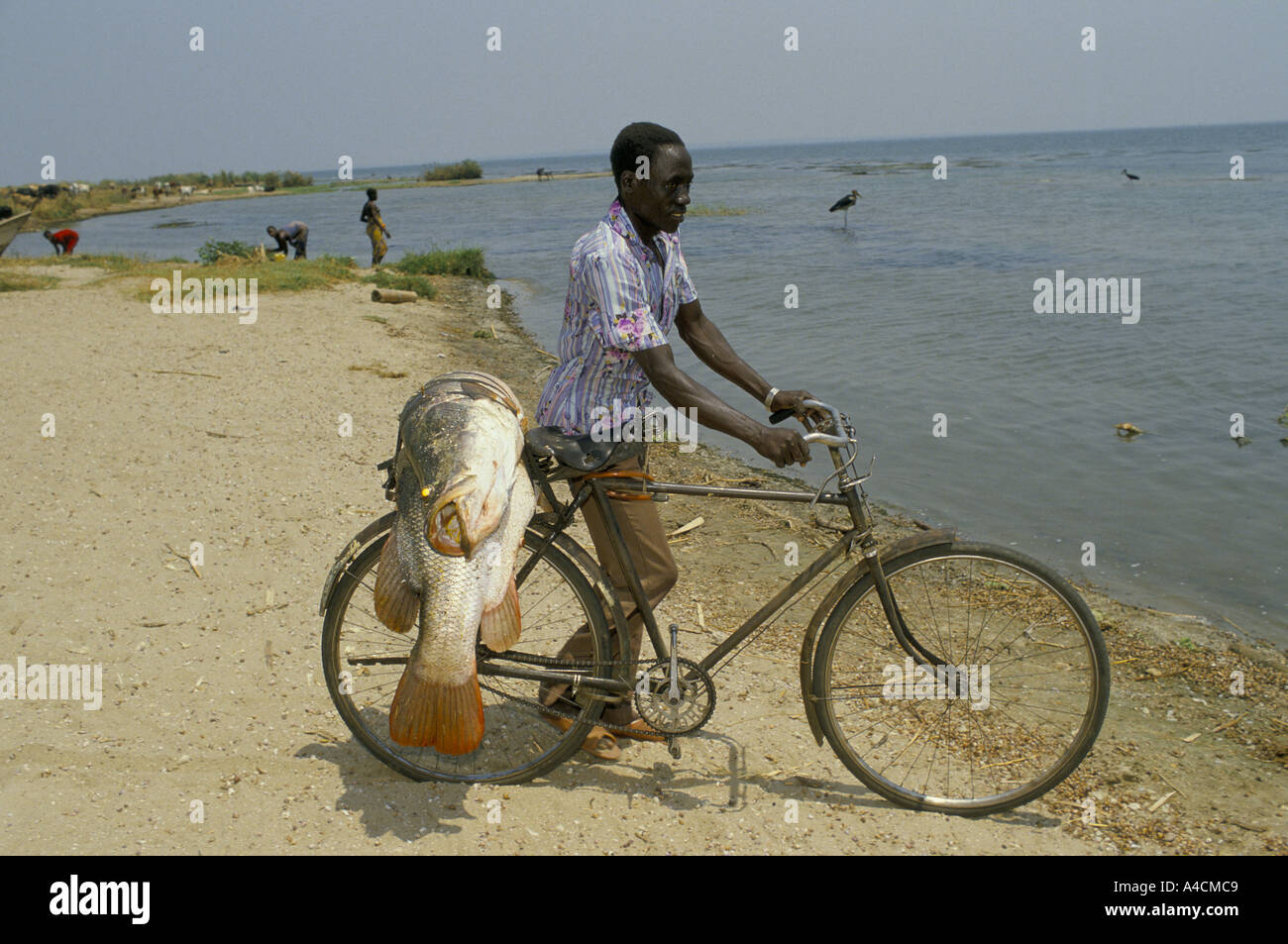 Fisherman carrying two Nile Perch on bicycle, on the shore of lake