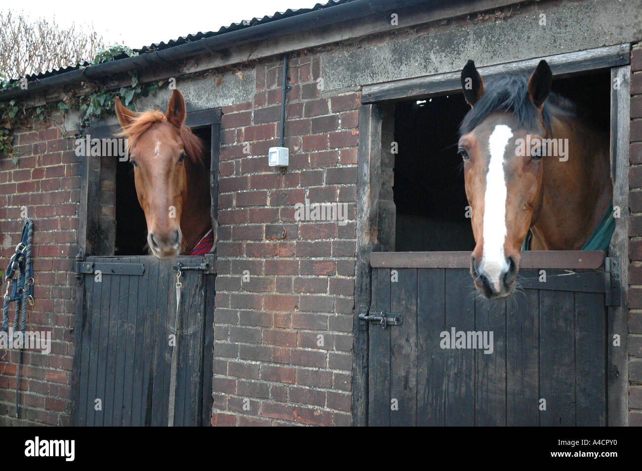 Two horses looking at camera Stock Photo - Alamy