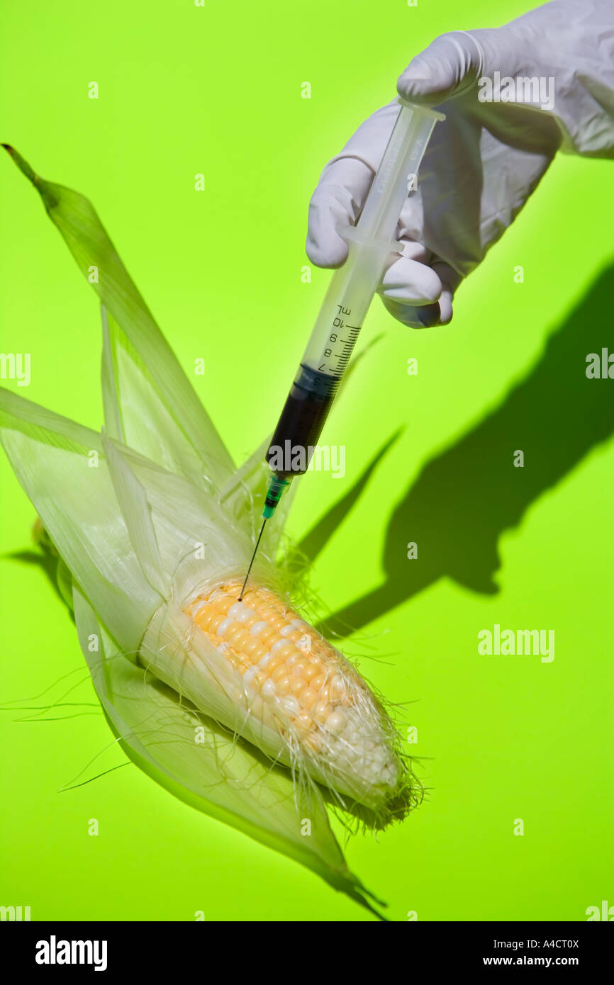 Syringe full of red liquid injecting corn on cob Stock Photo