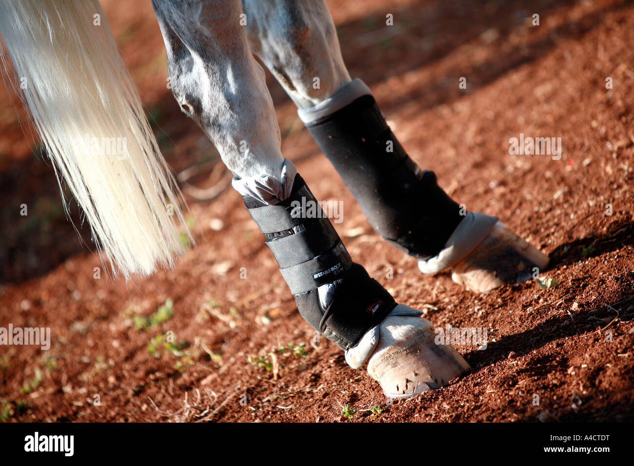 Horse hoof bandages hires stock photography and images Alamy
