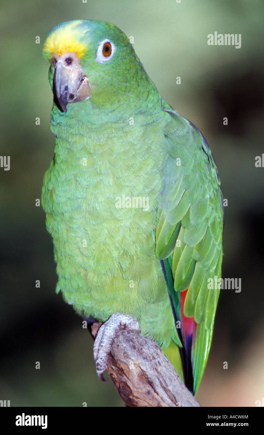 Blue fronted amazon bird Stock Photo Alamy