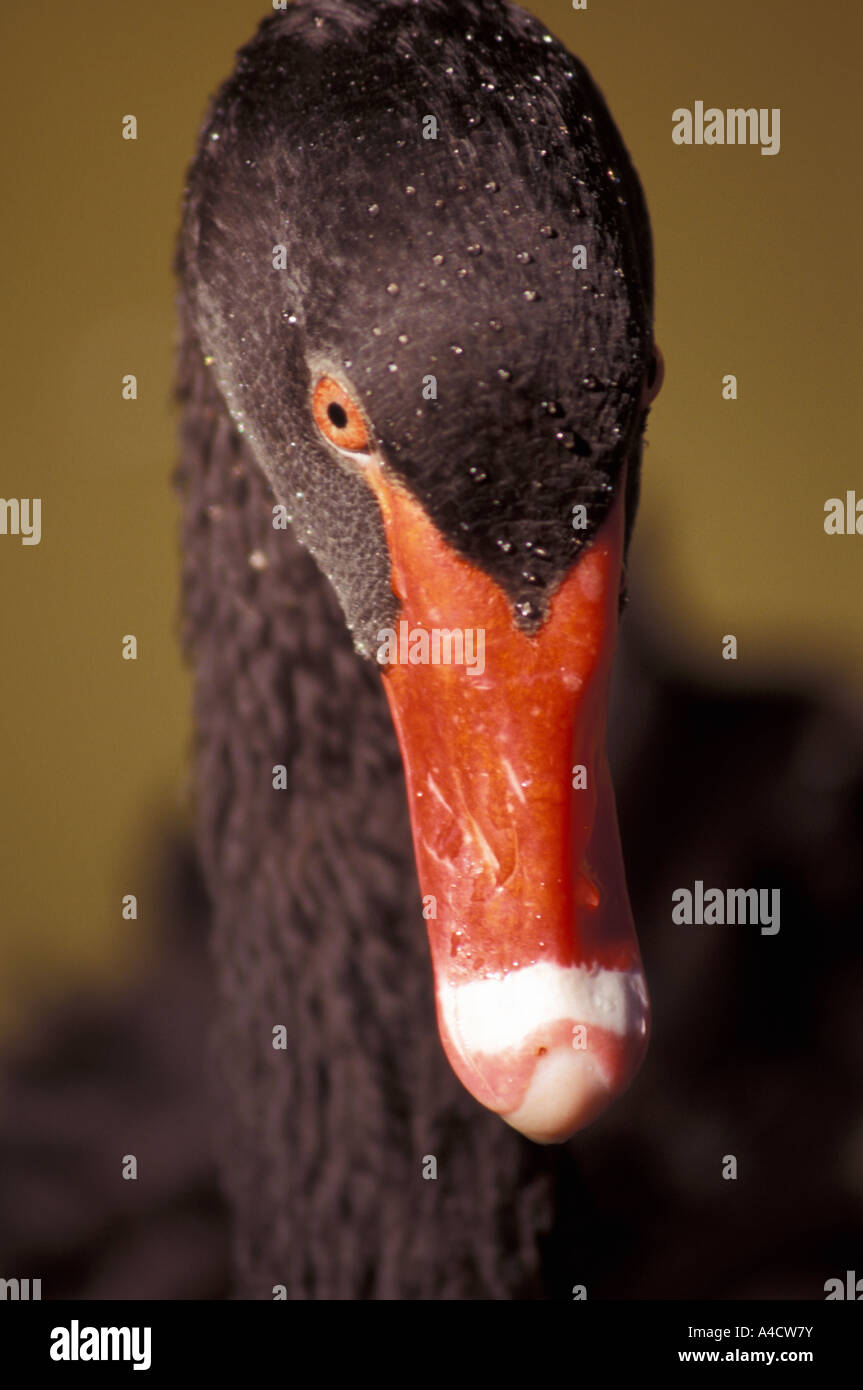 Black swan Stock Photo