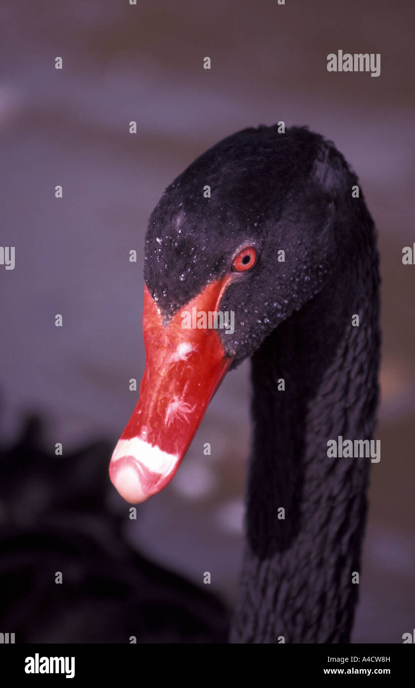 Black swan Stock Photo