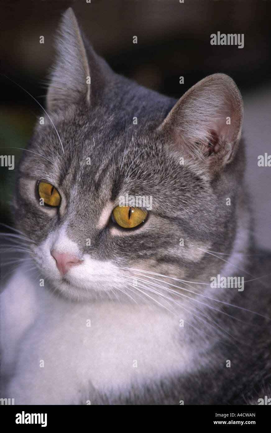 Closeup of cat Stock Photo - Alamy