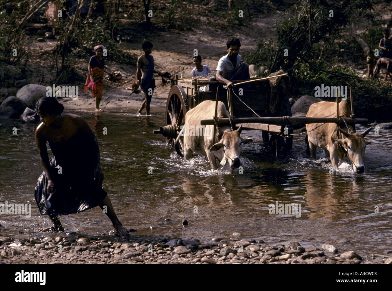 60 Karen muslim families displaced by Burmese army offensives have set up camp at Shou Tah. An ox cart crosses a river. Stock Photo