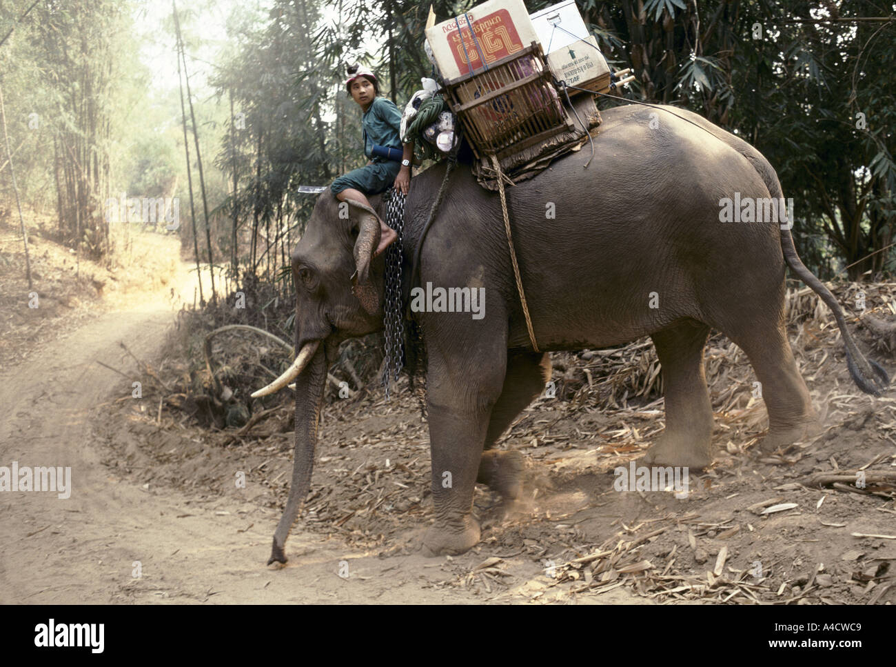 Elephant carrying wood hires stock photography and images Alamy
