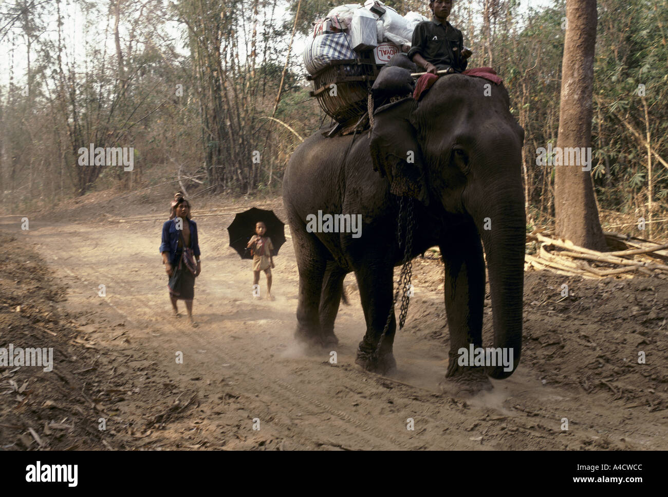 Karen State, Burma 1992 Elephants transporting cargo. In the wet