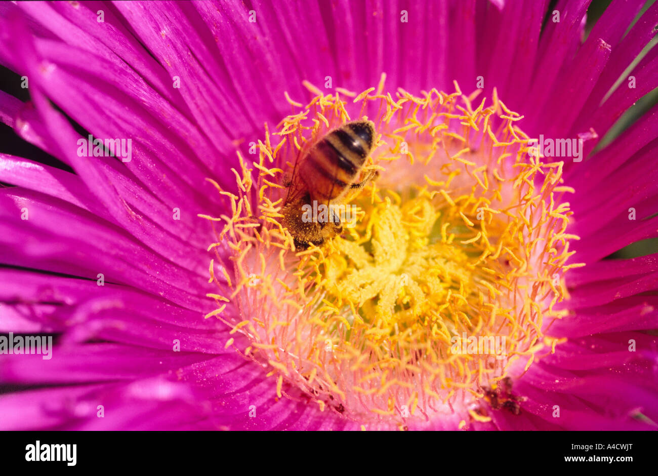 Bee and flower synergy hi-res stock photography and images - Alamy