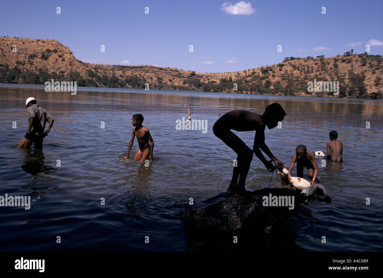 Villagers wash their animals in volcanic crater, Lake Hora at Debre Zeit, Ethiopia Stock Photo