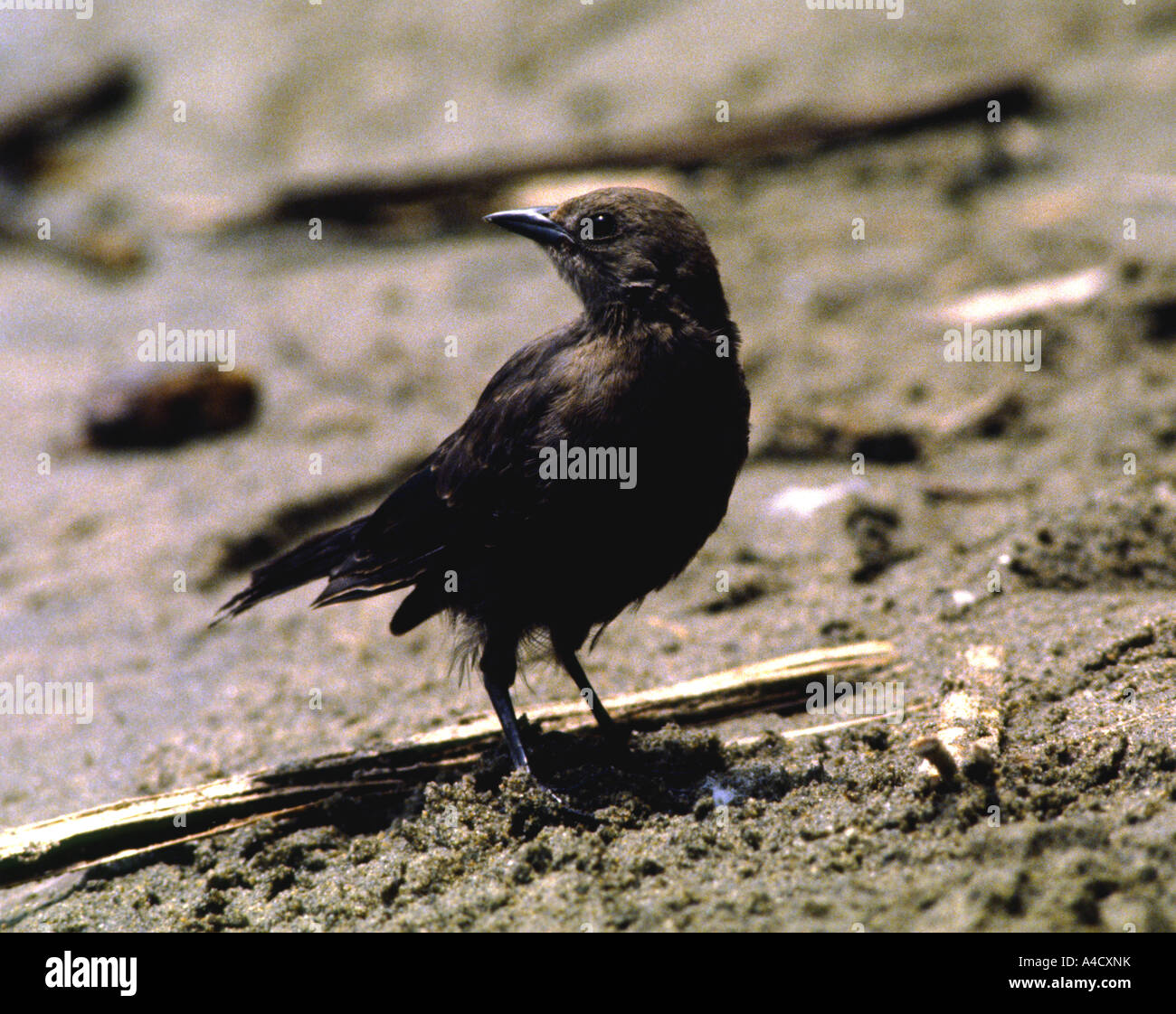 Brewer s blackbird Euphagus cyanocephalus San Francisco California USA Stock Photo