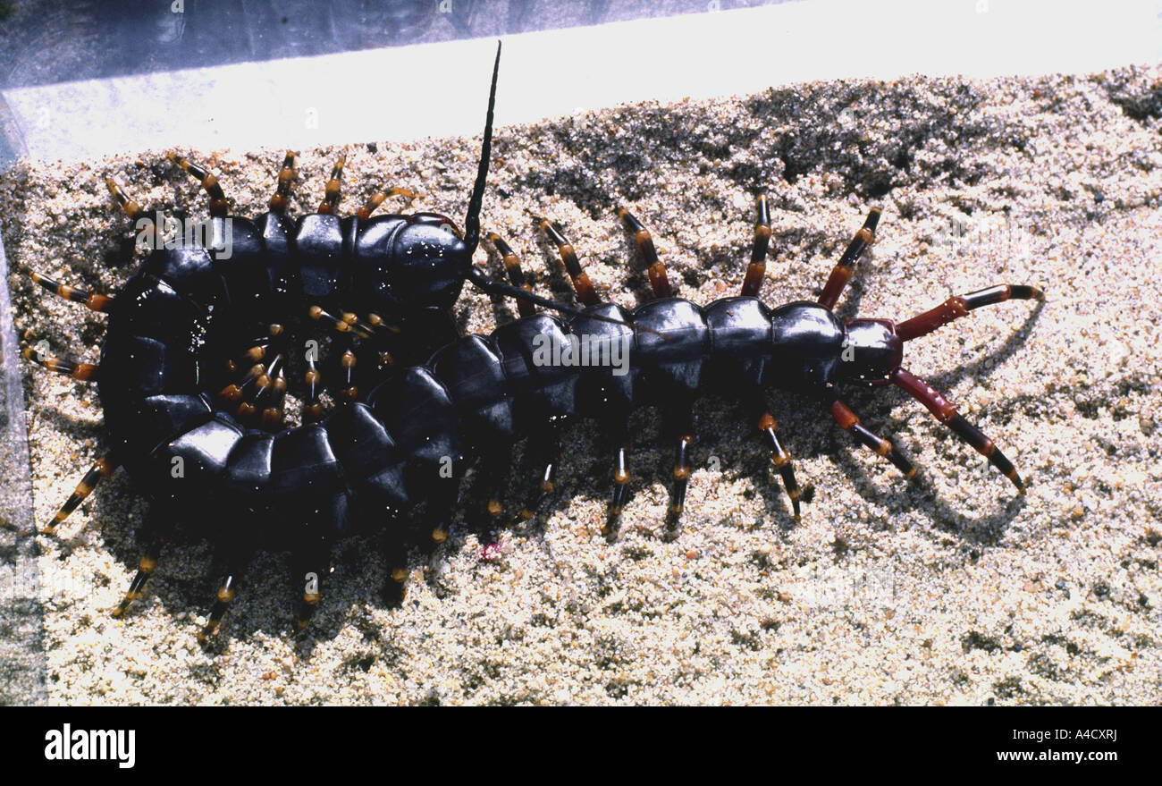 Scolopendra Gigantea Head