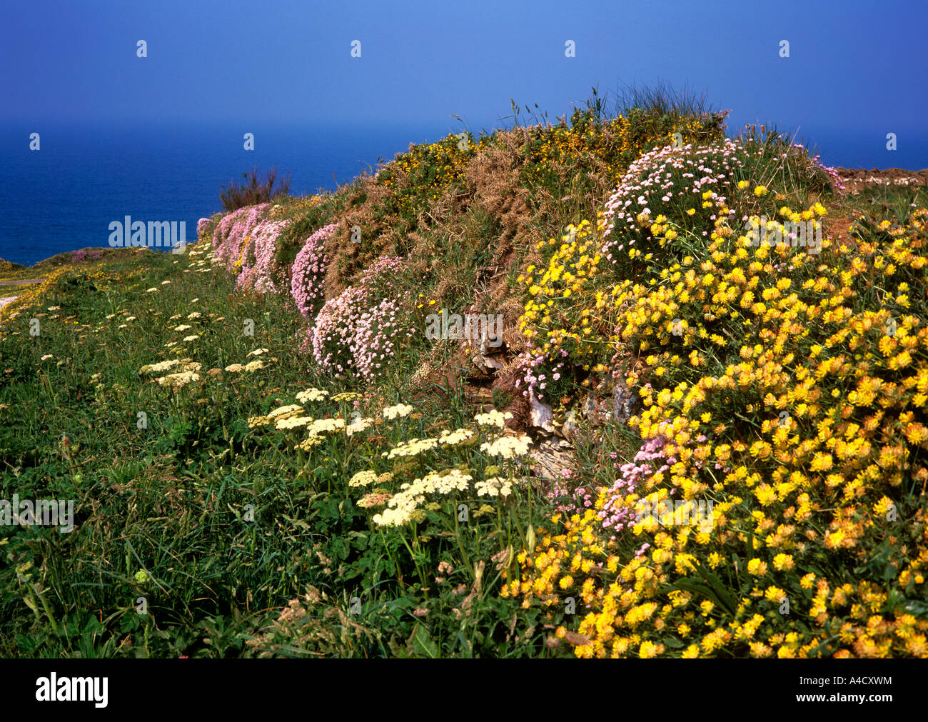 UK Cornwall Bedruthan Steps clifftop wild flowers in early summer Stock