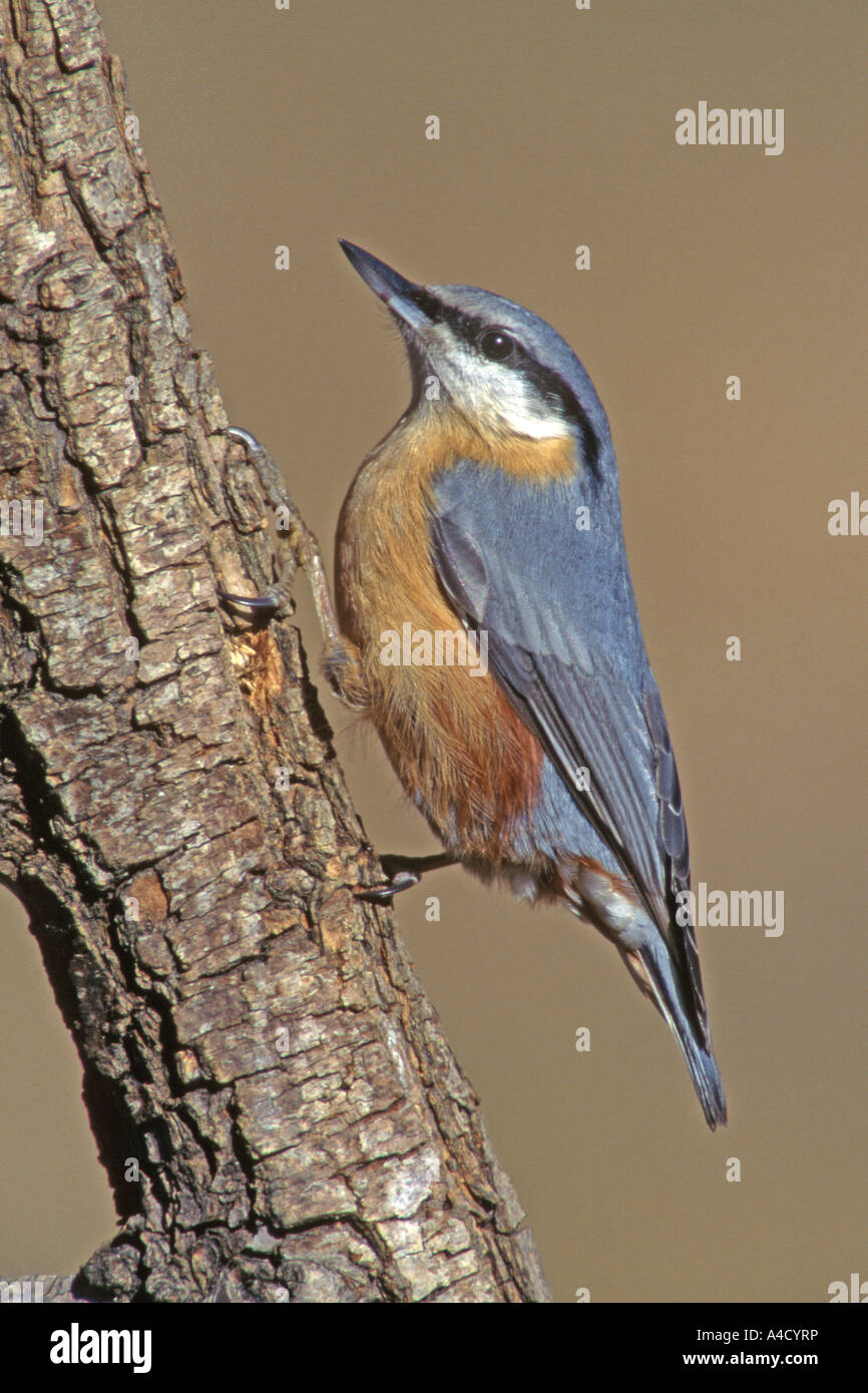 Nuthatch (Sitta europaea), adult on branch. Switzerland. April. Stock Photo