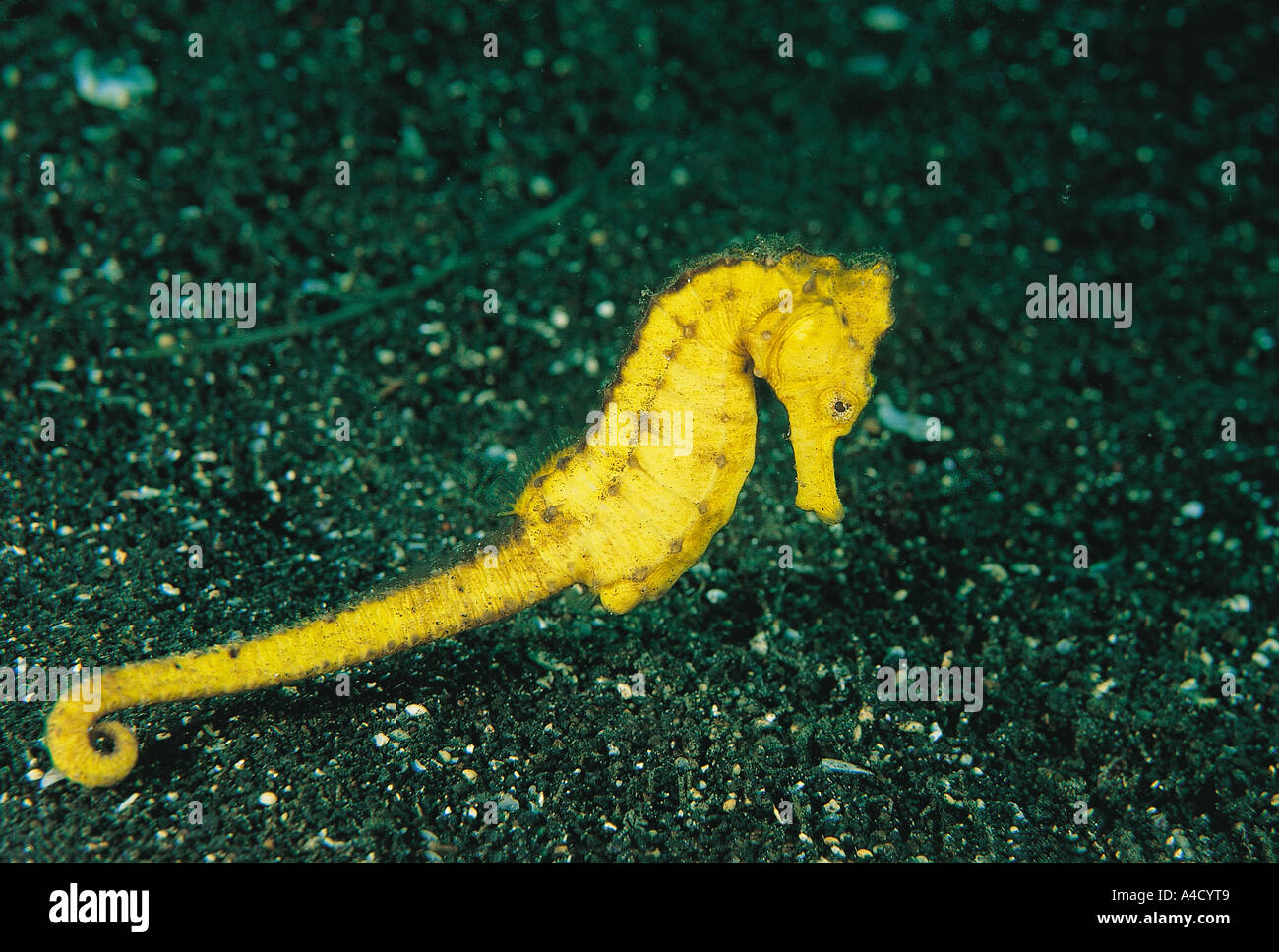 Sea horse , Hippocampus histrix , Sulawesi Indonesia Stock Photo