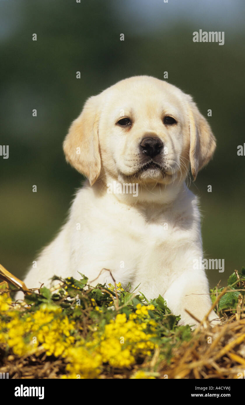 Labrador Retriever (Canis lupus familiaris), puppy. Germany, May Stock ...