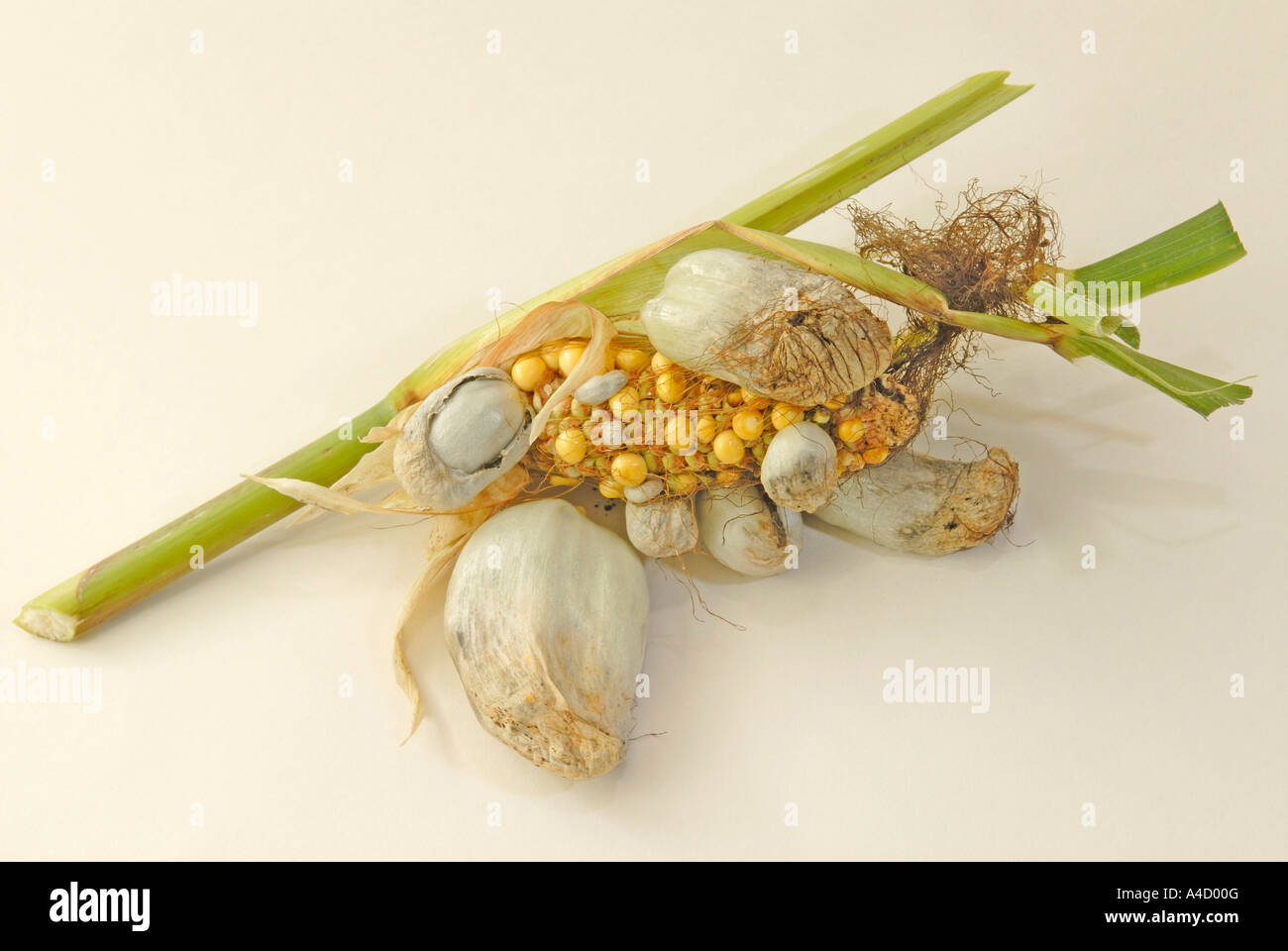 Smut disease of Corn, Maize (Zea mays) caused by the plant fungus Ustilago maydis, studio picture Stock Photo