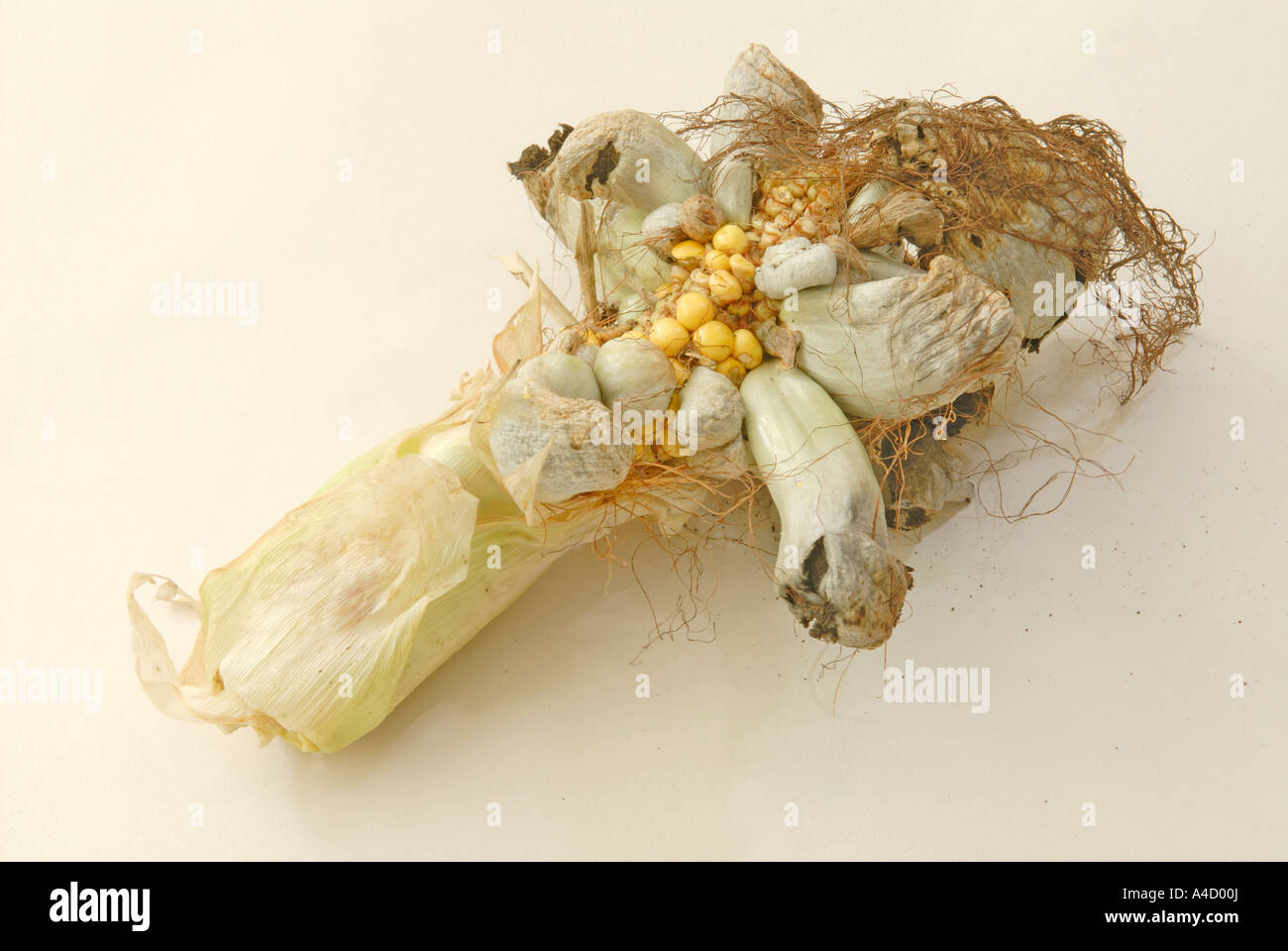 Smut disease of Corn, Maize (Zea mays) caused by the plant fungus Ustilago maydis, studio picture Stock Photo