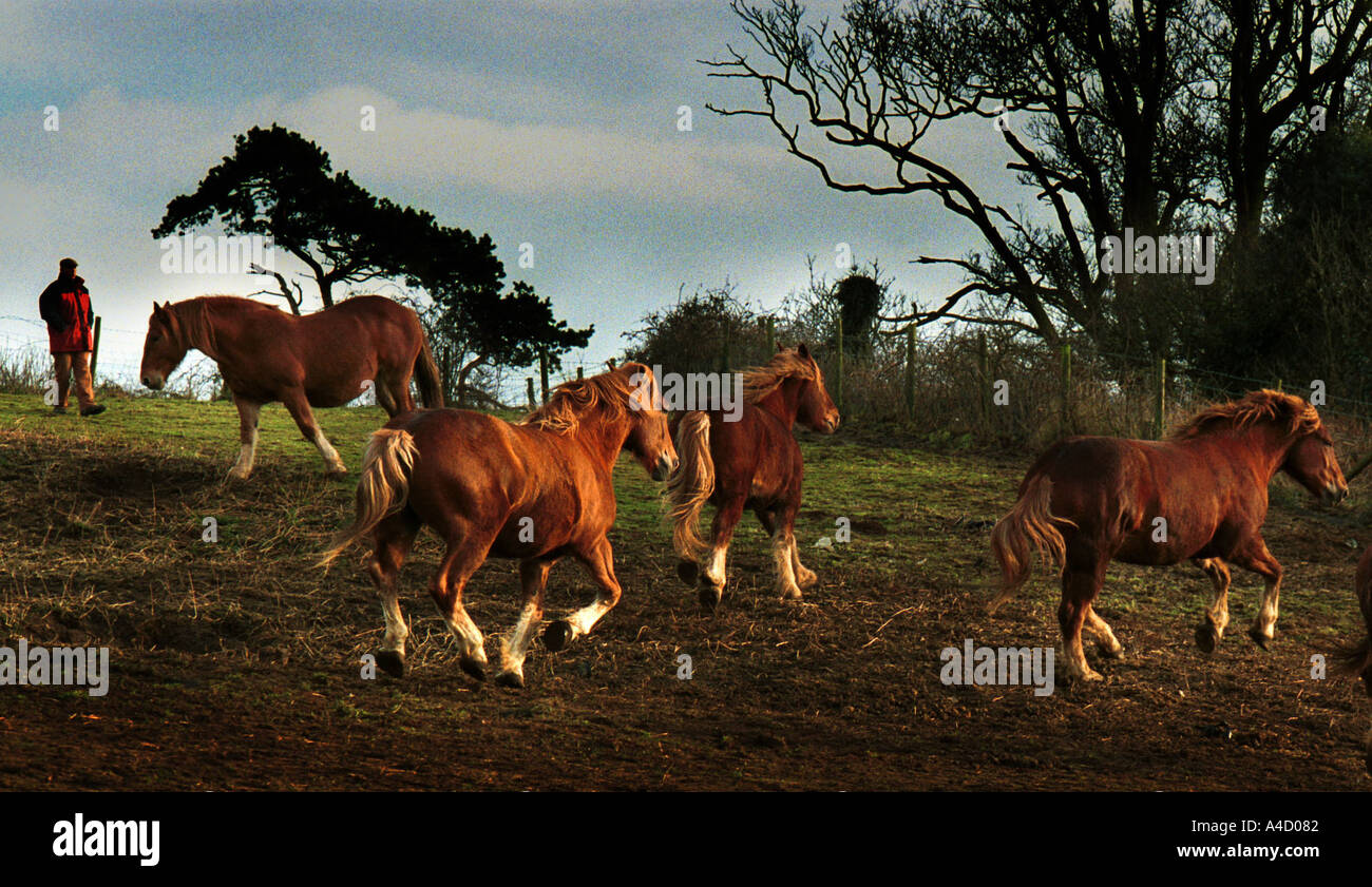 Suffolk Punch Horses at Rede ( correct spelling ) Hall farm, near Bury St Edmunds, Suffolk, England. Stock Photo