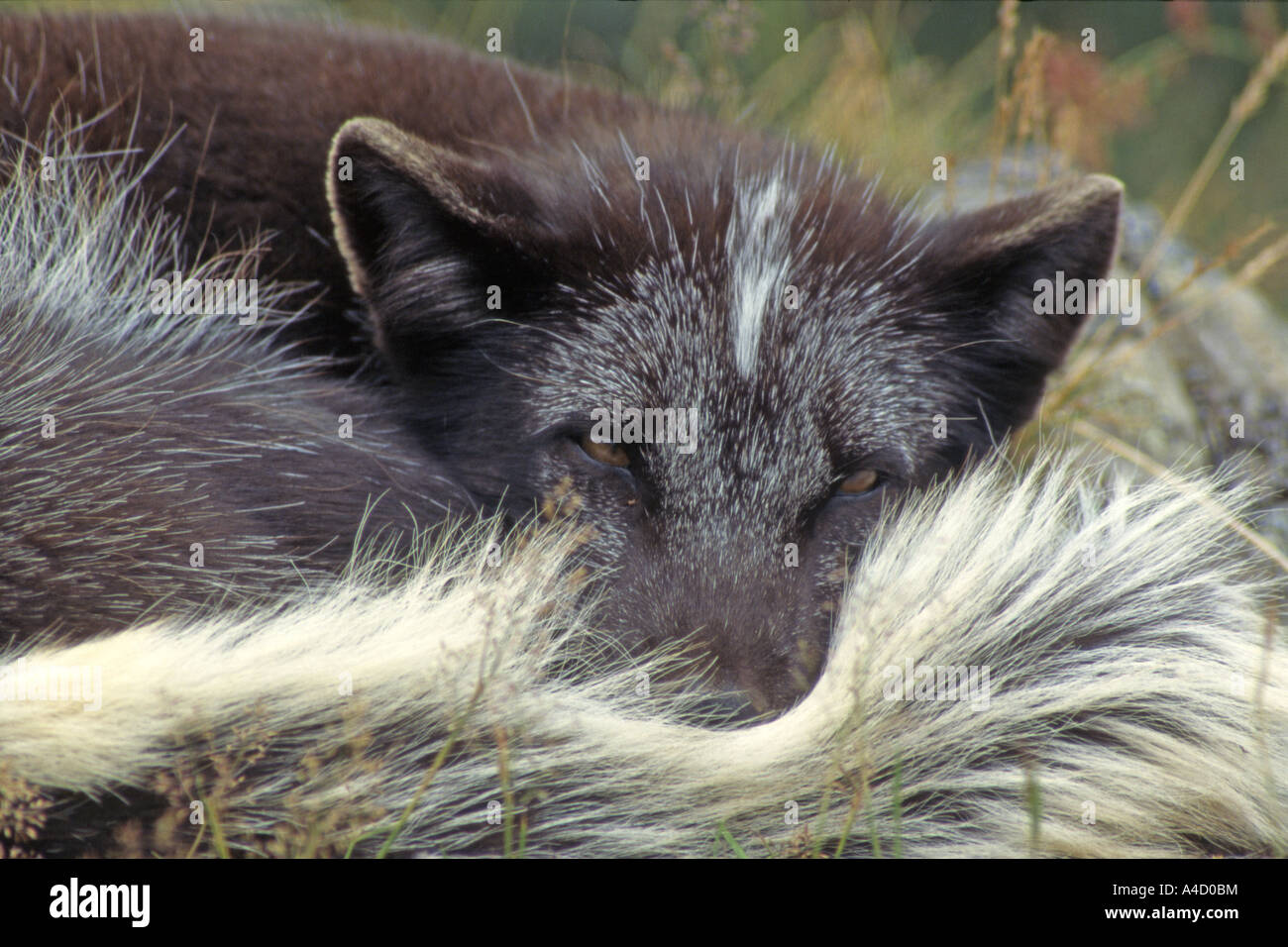 Arctic Fox (Alopex lagopus) in summer coat, dozing. Stock Photo