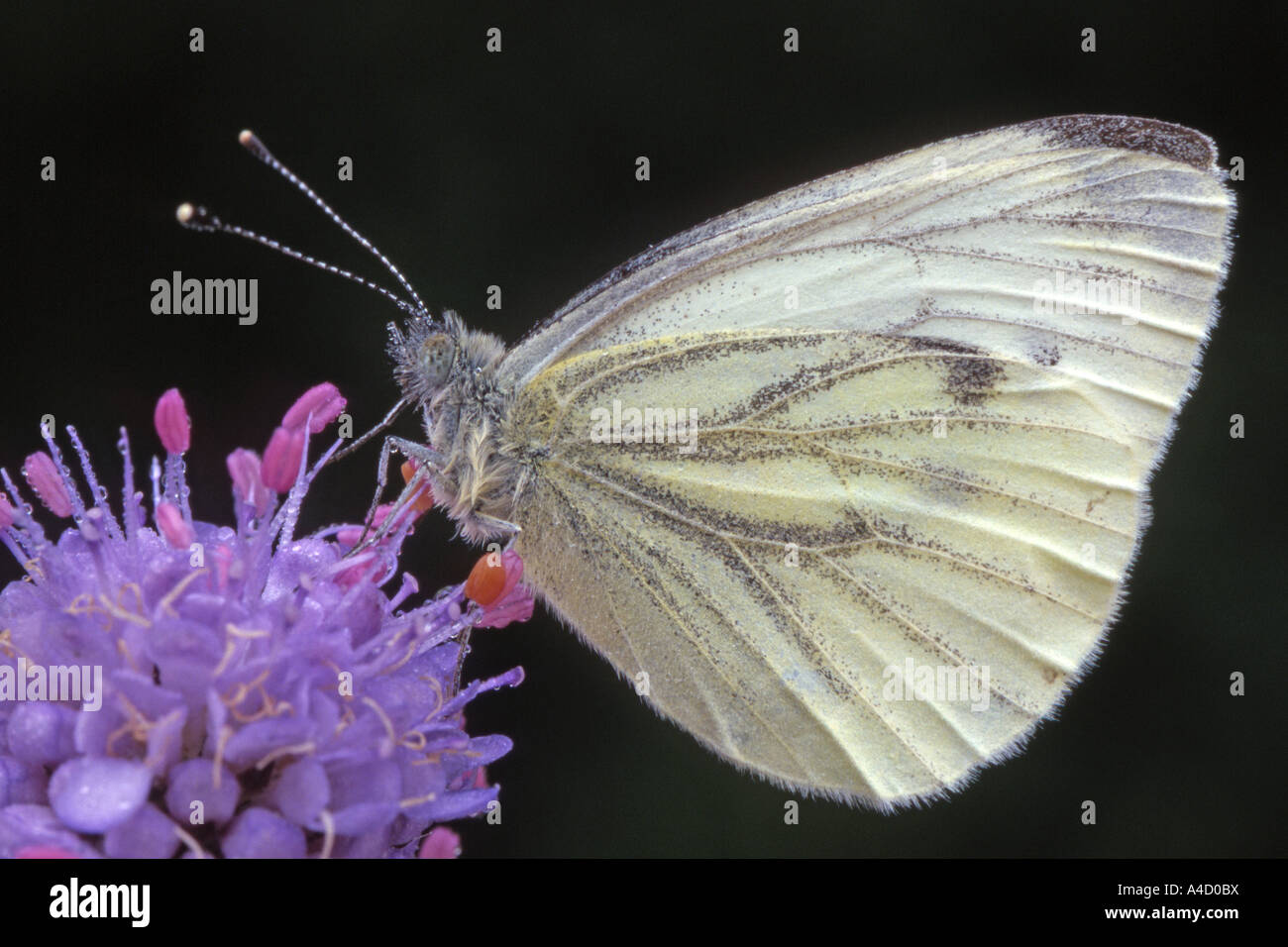 Green veined White (Pieris napi) on flower, Austria, June Stock Photo