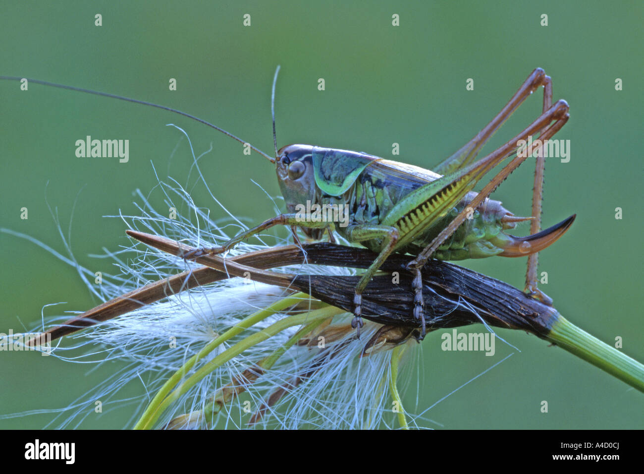 Roesels Bushcricket (Metrioptera roeseli) on a seed head. Austria, June Stock Photo