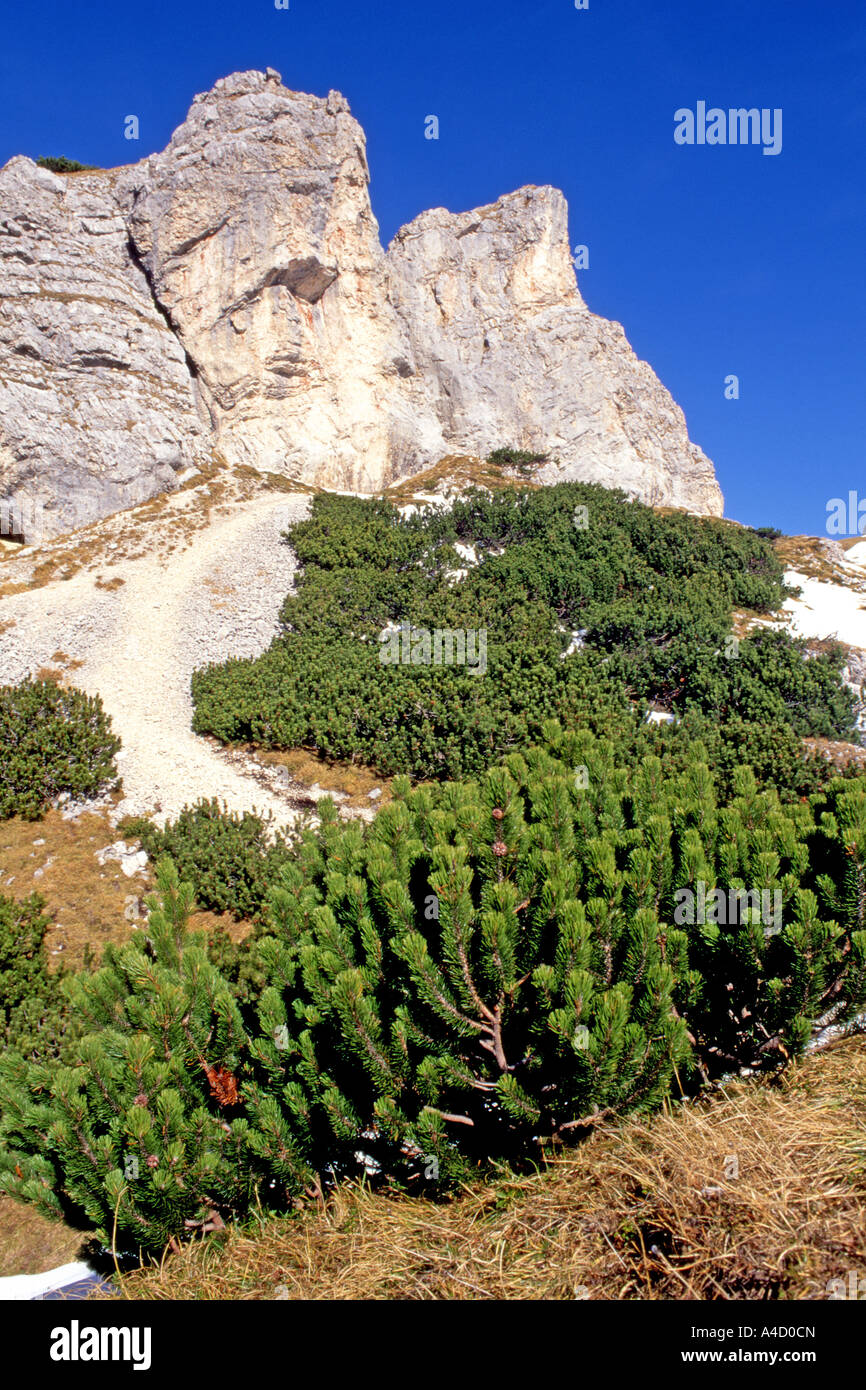 Dwarf Mountain Pine, Mountain Pine (Pinus mugo) in the Rofan Mountains. Austria, August Stock Photo