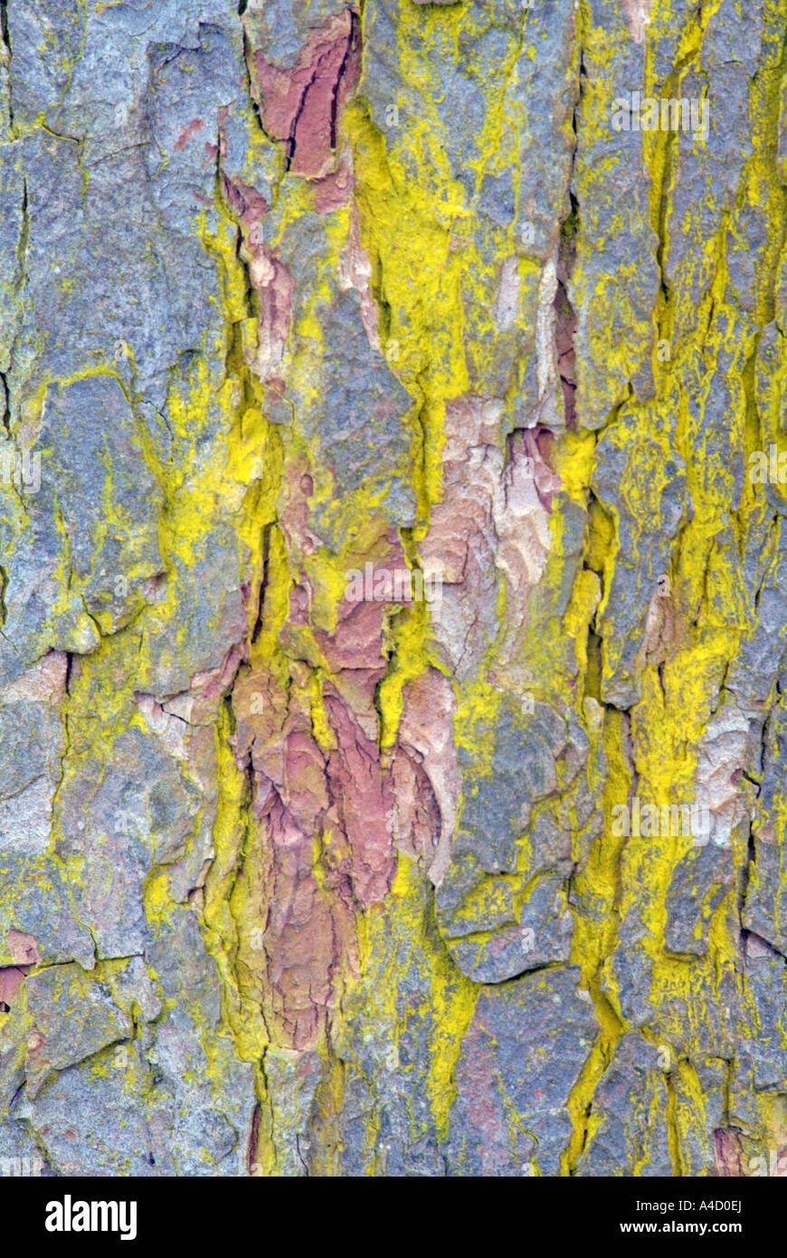 Sulphur dust lichen (Psilolechia lucida). Stock Photo