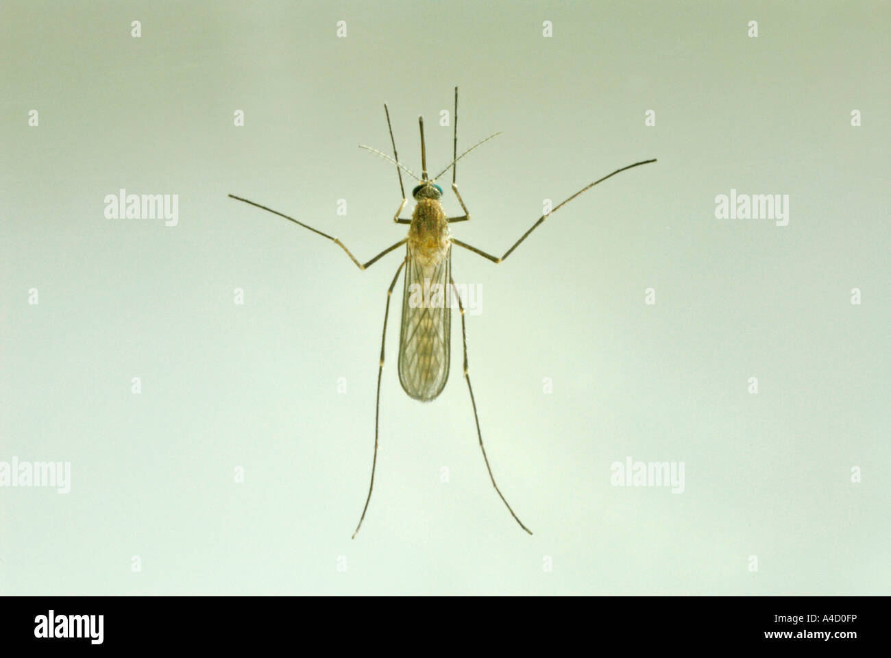 House Mosquito, Northern Common House Mosquito, Common Gnat, House Gnat (Culex pipiens), female, studio picture Stock Photo