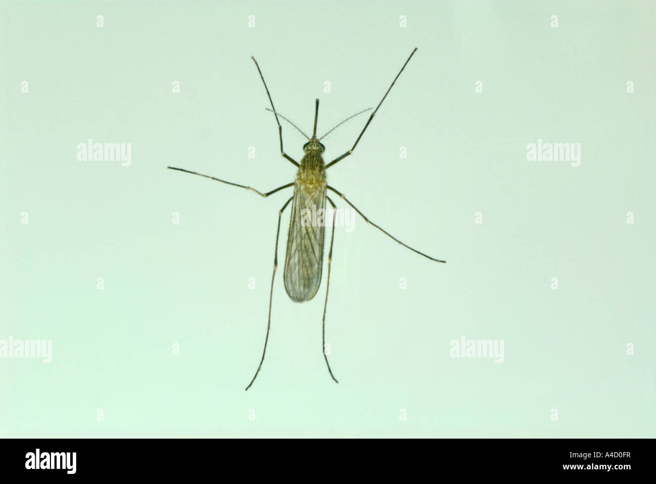 House Mosquito (Culex pipiens), female, studio picture Stock Photo