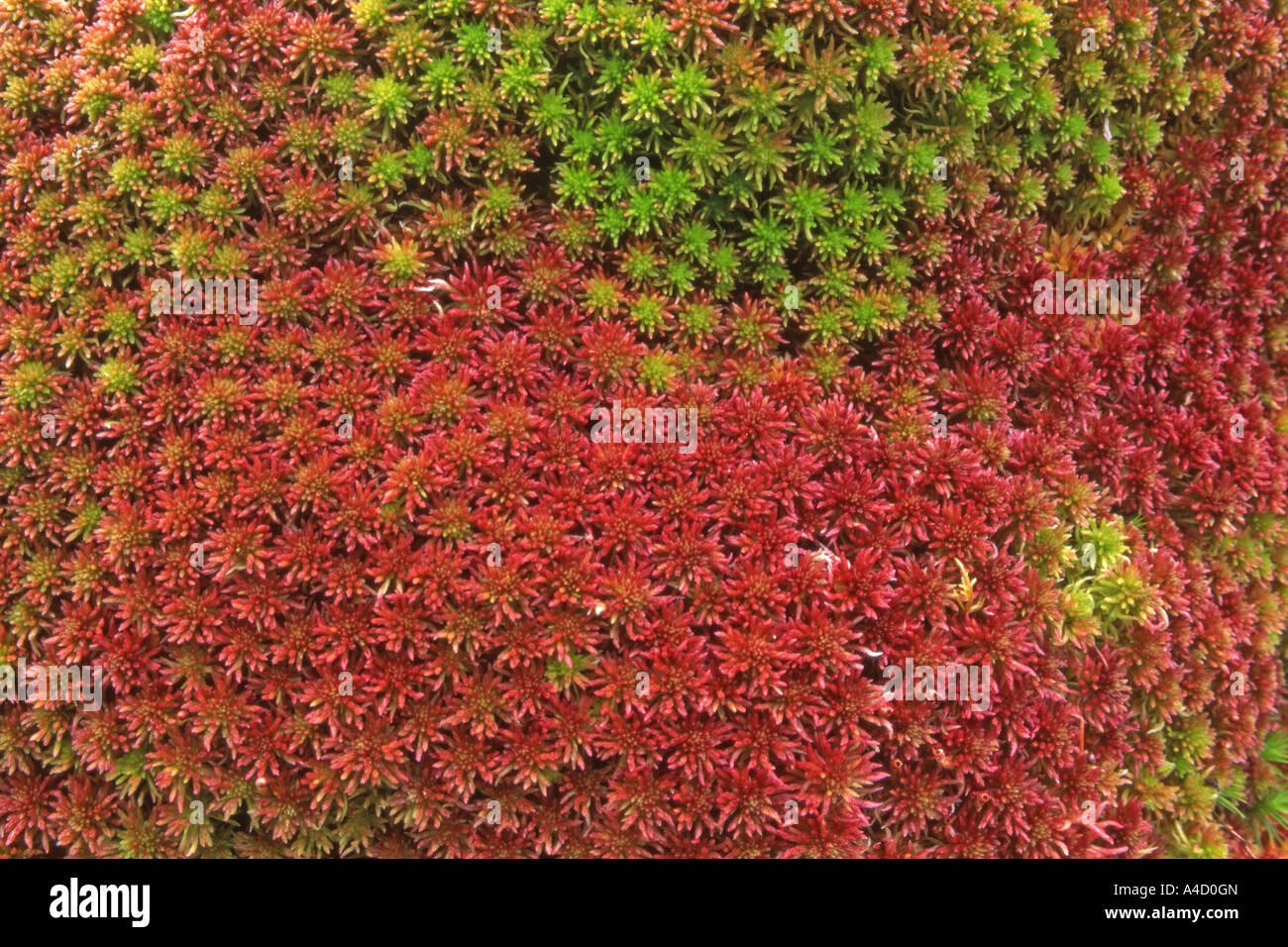 Midway Peat Moss (Sphagnum magellanicum) seen from above Stock Photo