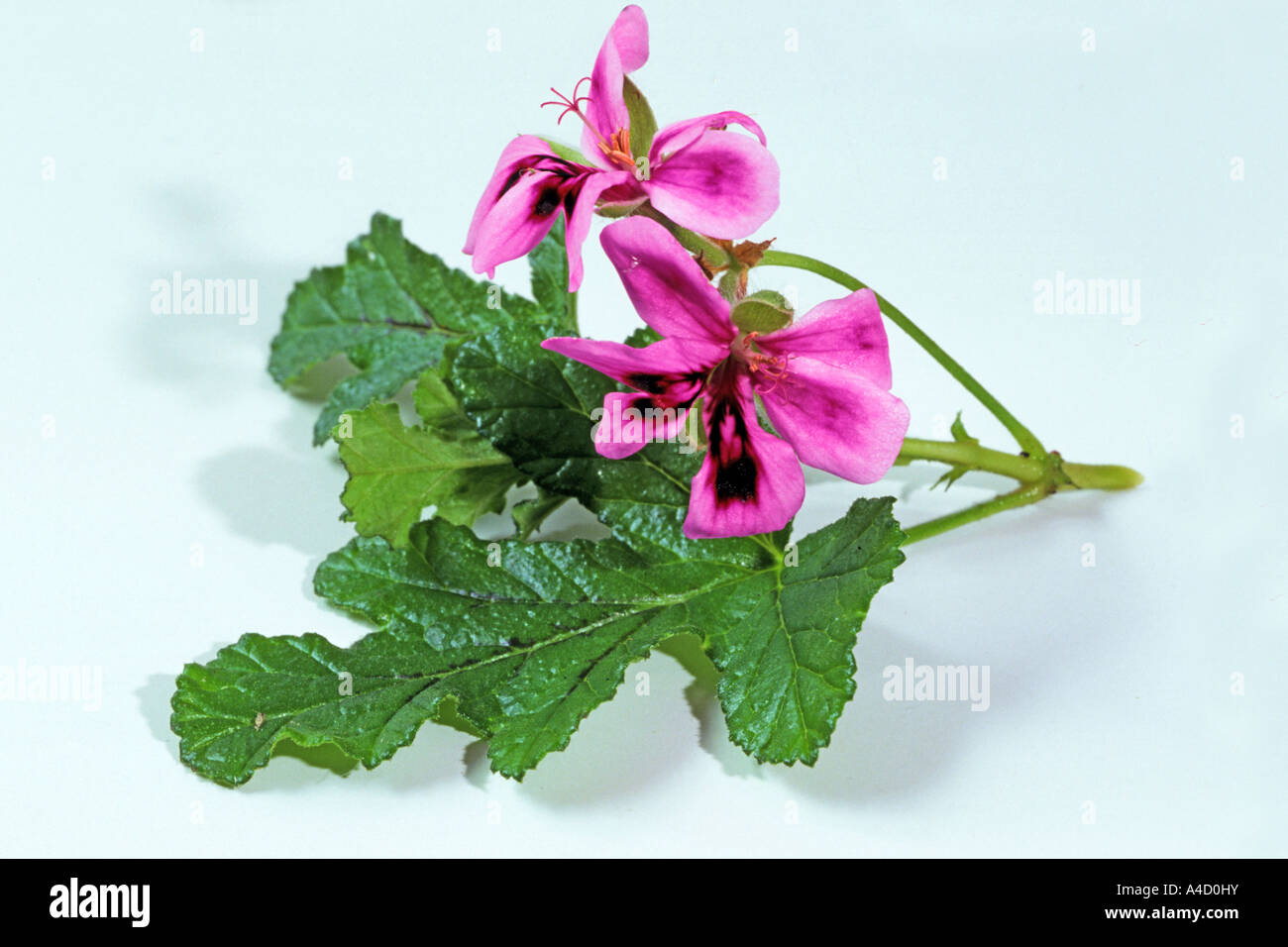 Umckaloabo (Pelargonium reniforme, Pelargonium sinoides), flowers, studio picture Stock Photo