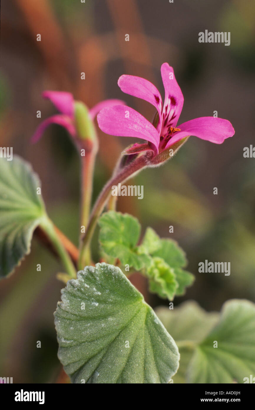 Umckaloabo (Pelargonium reniforme, Pelargonium sinoides) flowering Stock Photo