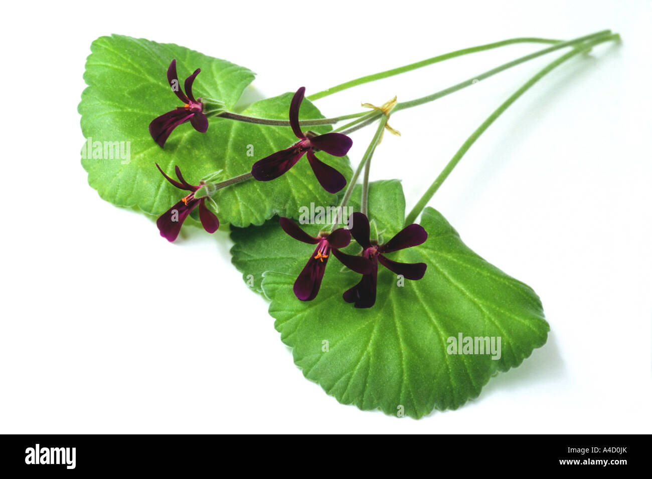 Umckaloabo (Pelargonium reniforme, Pelargonium sinoides), flowers and leaves Stock Photo