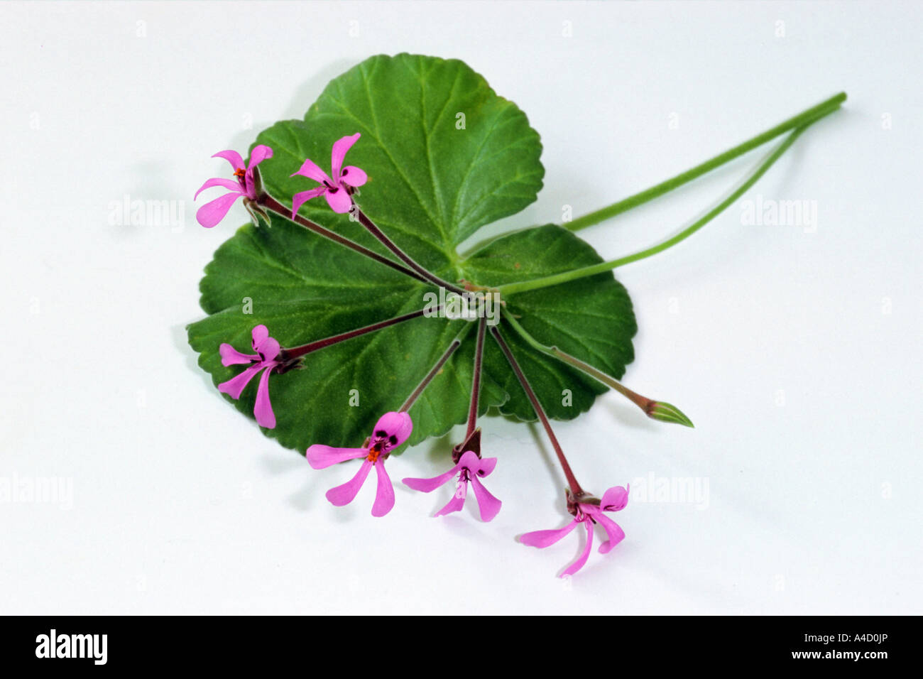 Umckaloabo (Pelargonium reniforme, Pelargonium sinoides), leaf and flowers, studio picture Stock Photo