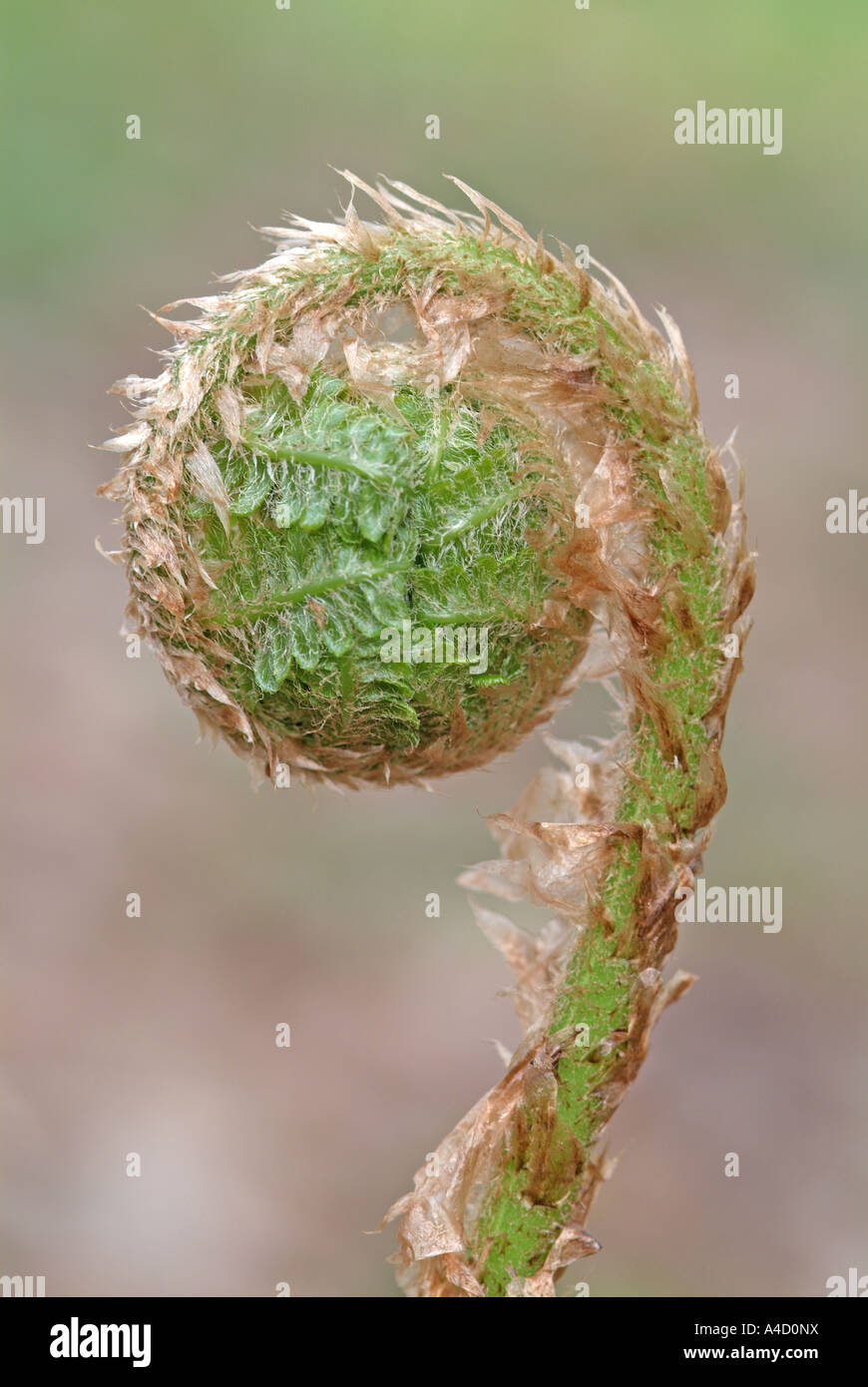 Male Fern (Dryopteris filix-mas), growing fronds. Austria, April Stock Photo