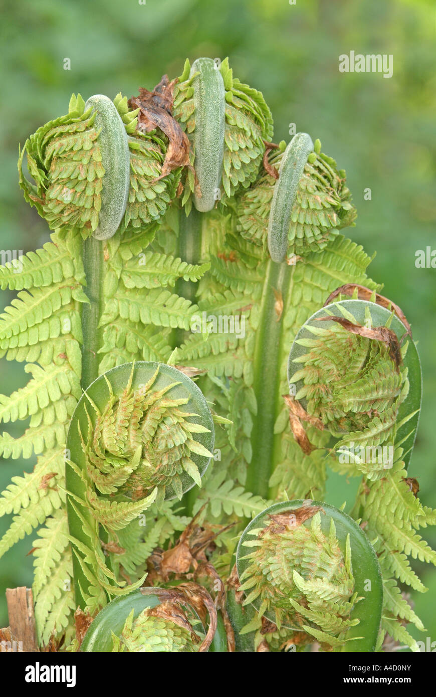 Male Fern (Dryopteris filix-mas), growing fronds. Austria, April Stock Photo
