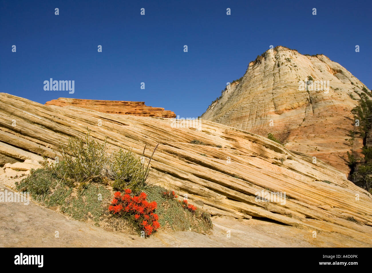 Flowering Zion Slickrock Paintbrush (Castilleja scabrida) against the background of the Checkerboard Mesa, Stock Photo