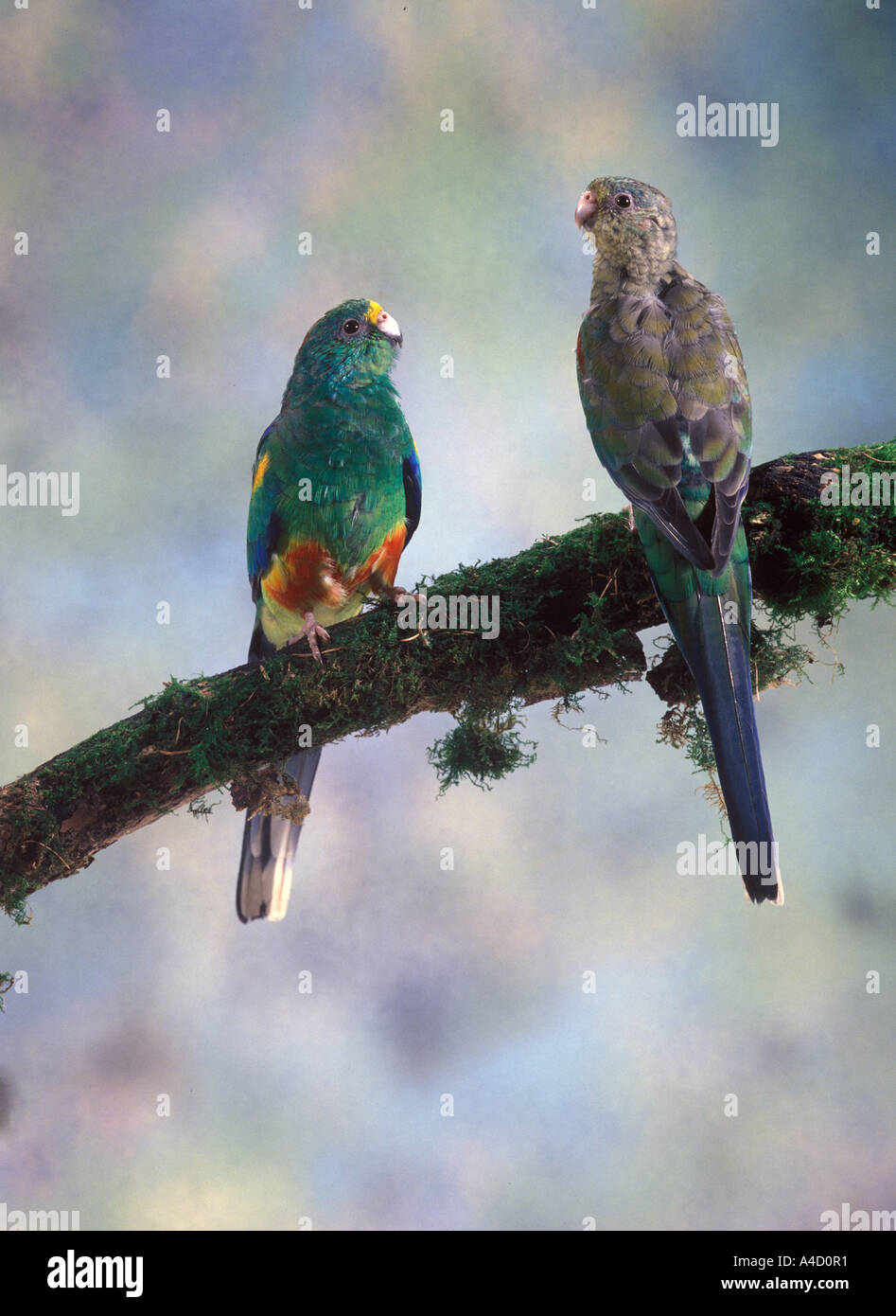 Many coloured Parakeet Psephotus varius Stock Photo