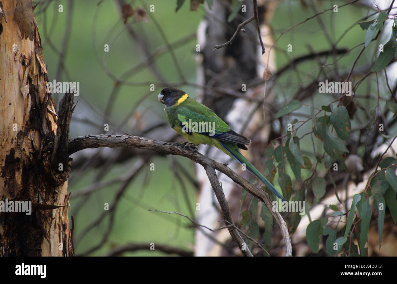 Twenty eight Parrot Barnardius semitorquatus Australia Stock Photo
