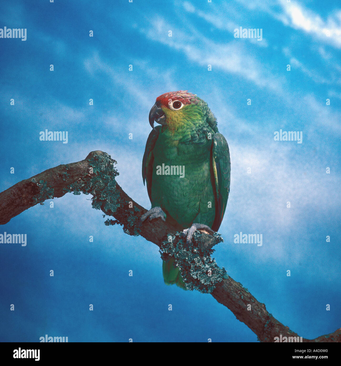 Festive Parrot Amazona festiva Stock Photo